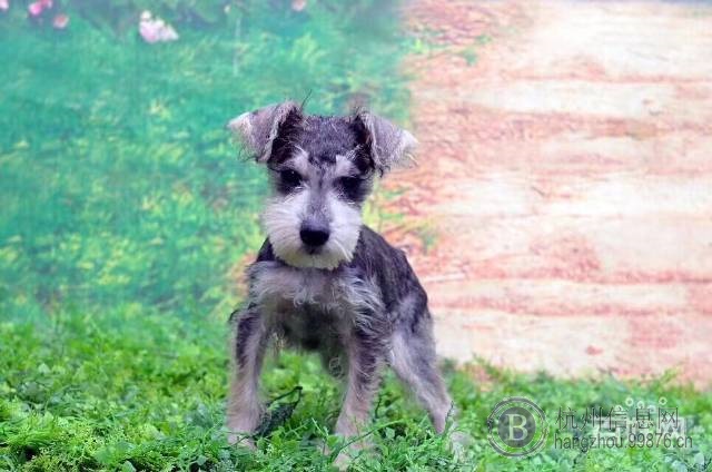 杭州金旺CKU注册犬舍，出售精品雪纳瑞，包犬瘟细小